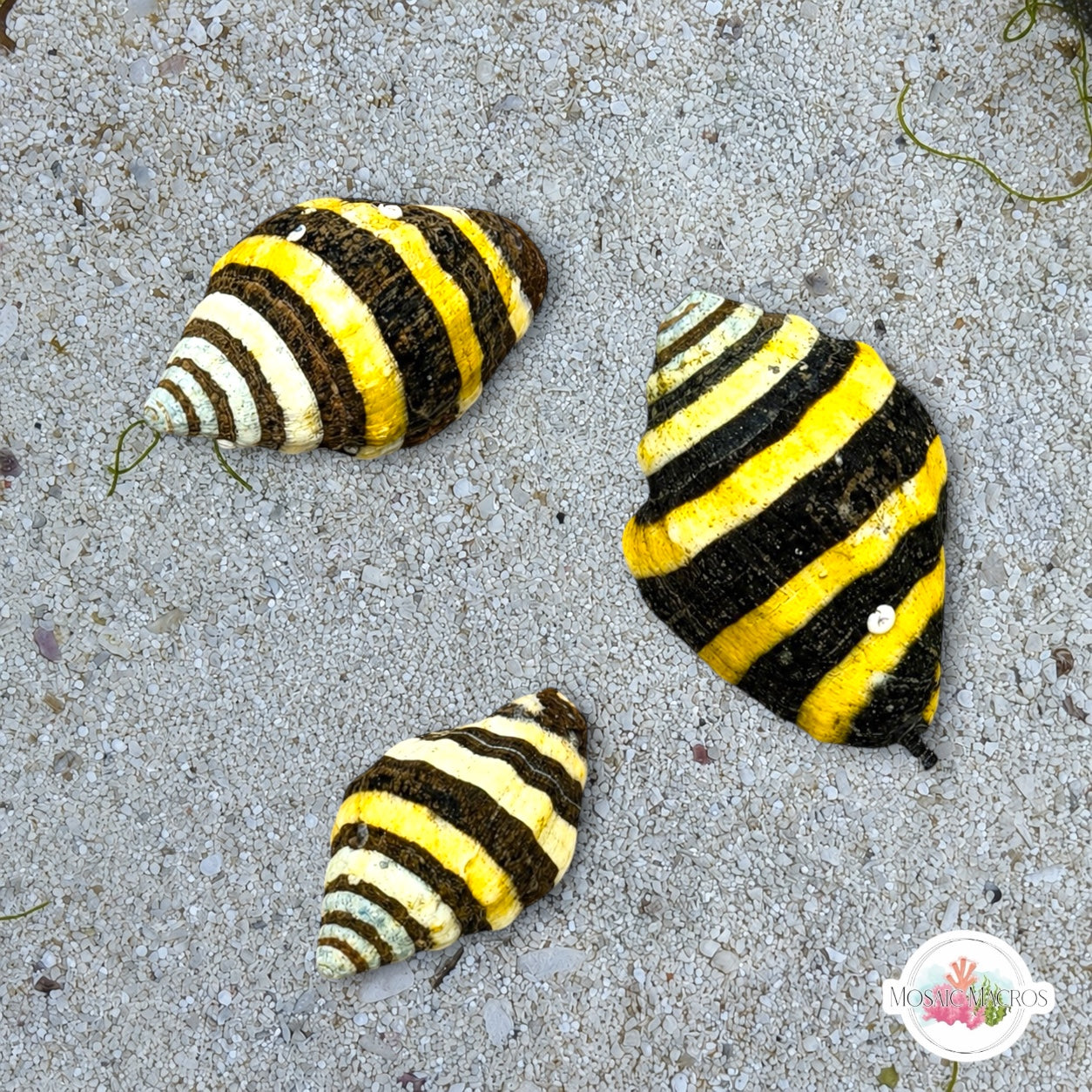 Bumblebee Snail | Engina mendicaria