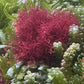 Red Ogo Gracilaria | Gracilaria parvispora