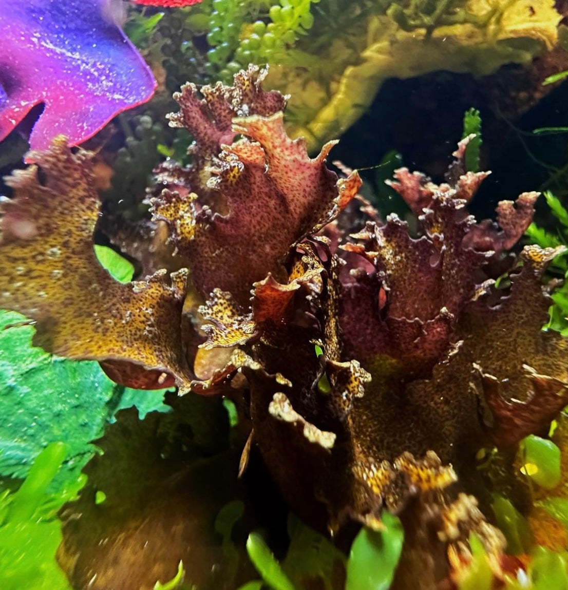 Purple Dragon’s Breath | Halymenia maculata
