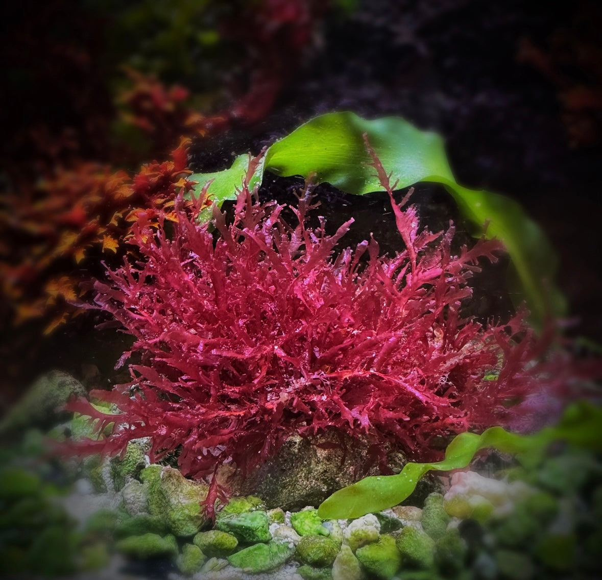 Pink Feather Algae | Unknown sp.