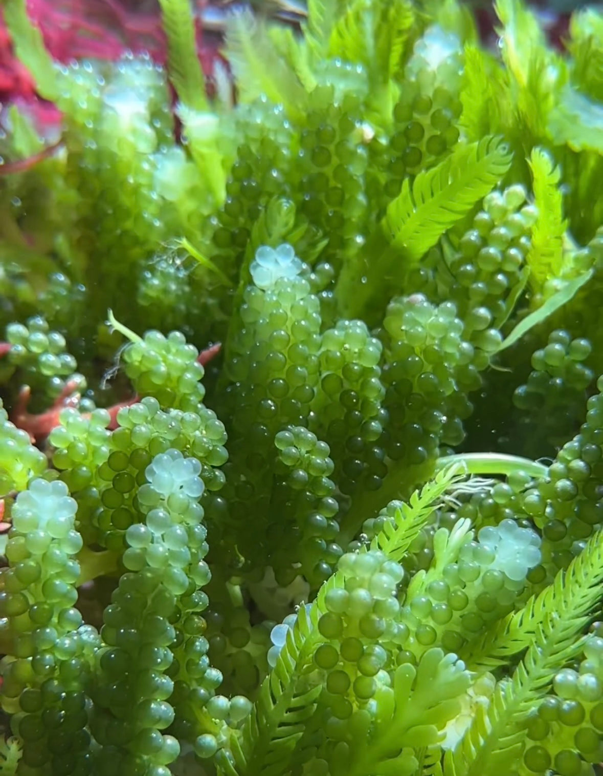 Indo-Pacific Grape Caulerpa Macroalgae | Caulerpa lentillifera