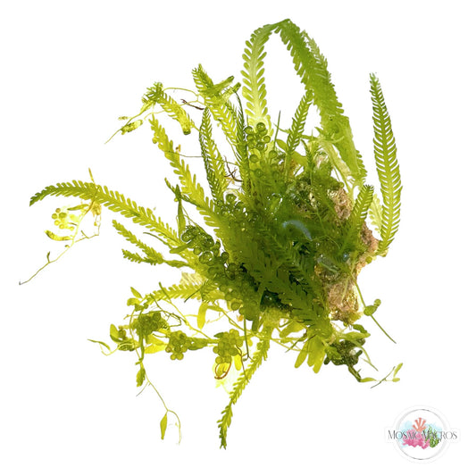 WYSWYG Caulerpa mexicana, Caulerpa lentillifera, Caulerpa brachypus, Lobe-Bladed Caulerpa, Coralline (Naturally Attached to Rock)