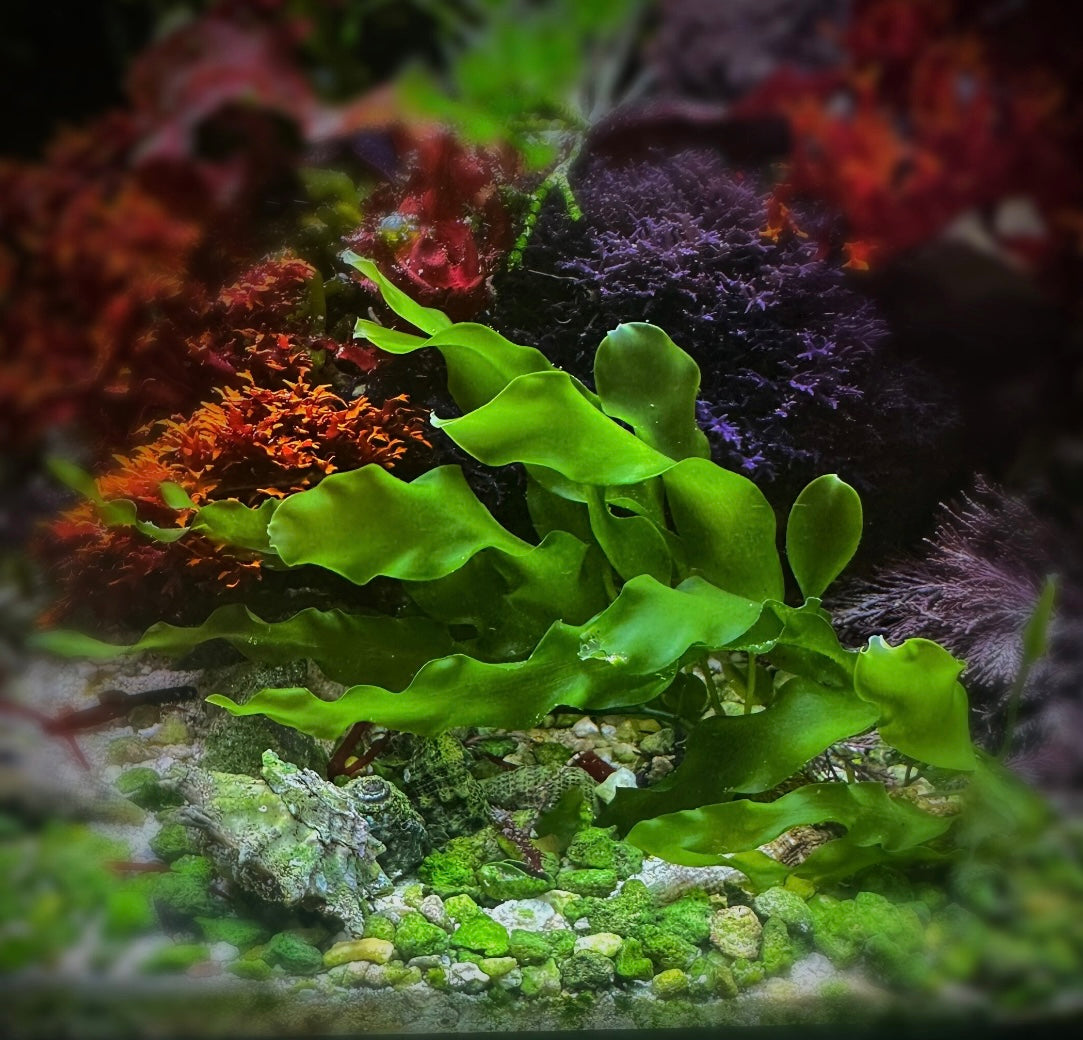 Seagrass Caulerpa | Caulerpa prolifera