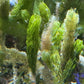 Cat Tail Caulerpa Macroalgae | Caulerpa crispata