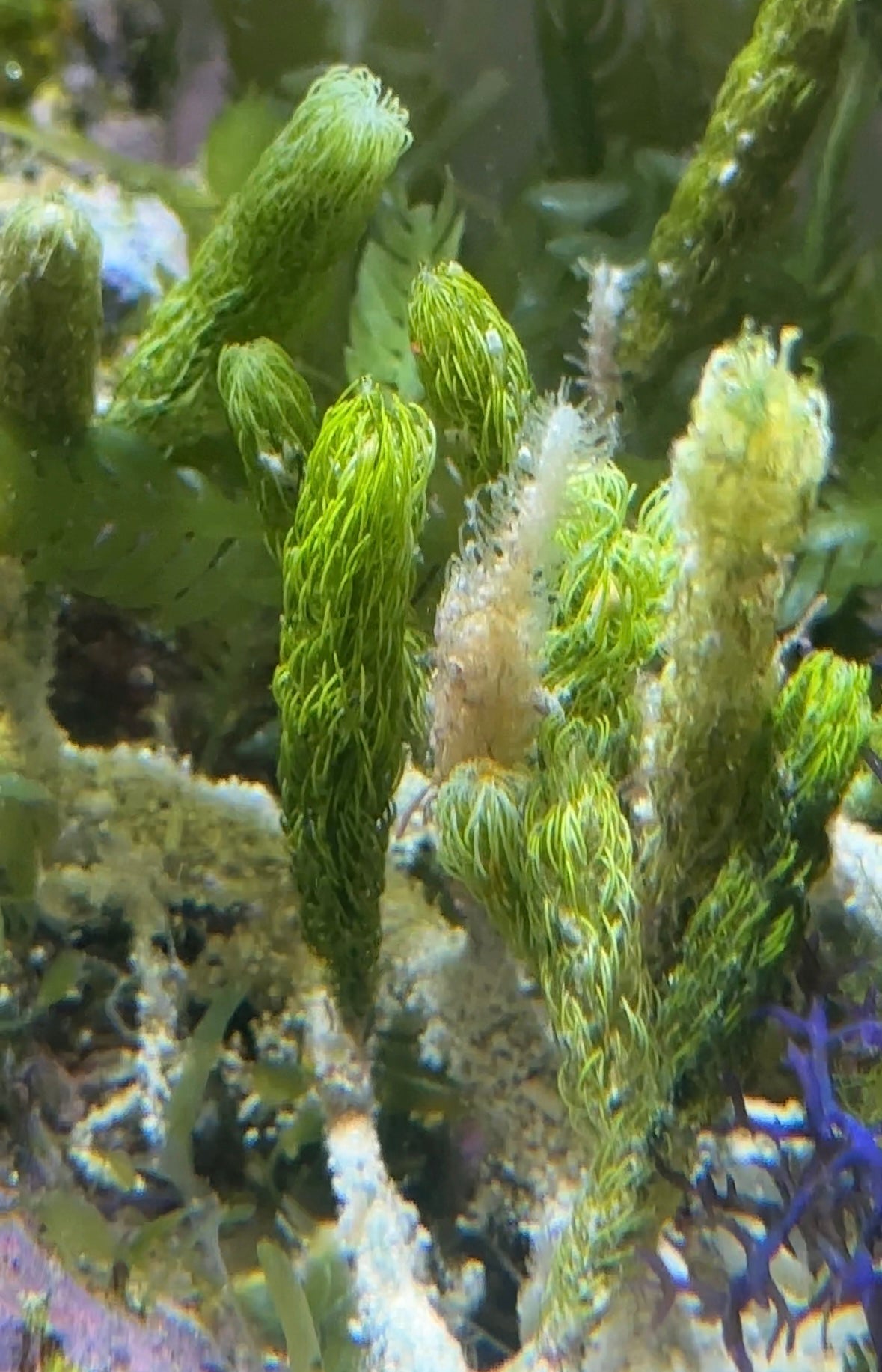 Cat Tail Caulerpa Macroalgae | Caulerpa crispata