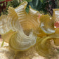 Golden Scroll Macroalgae | Padina sanctae-crucis