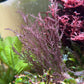 Prickly Seaweed | Acanthophora spicifera