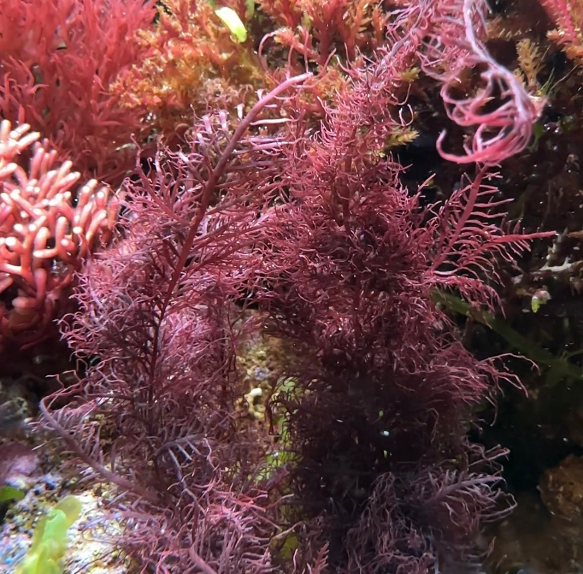 Purple Palms Macroalgae | Gelidium sp.