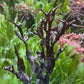 Purple Flames Macroalgae | Unknown sp.