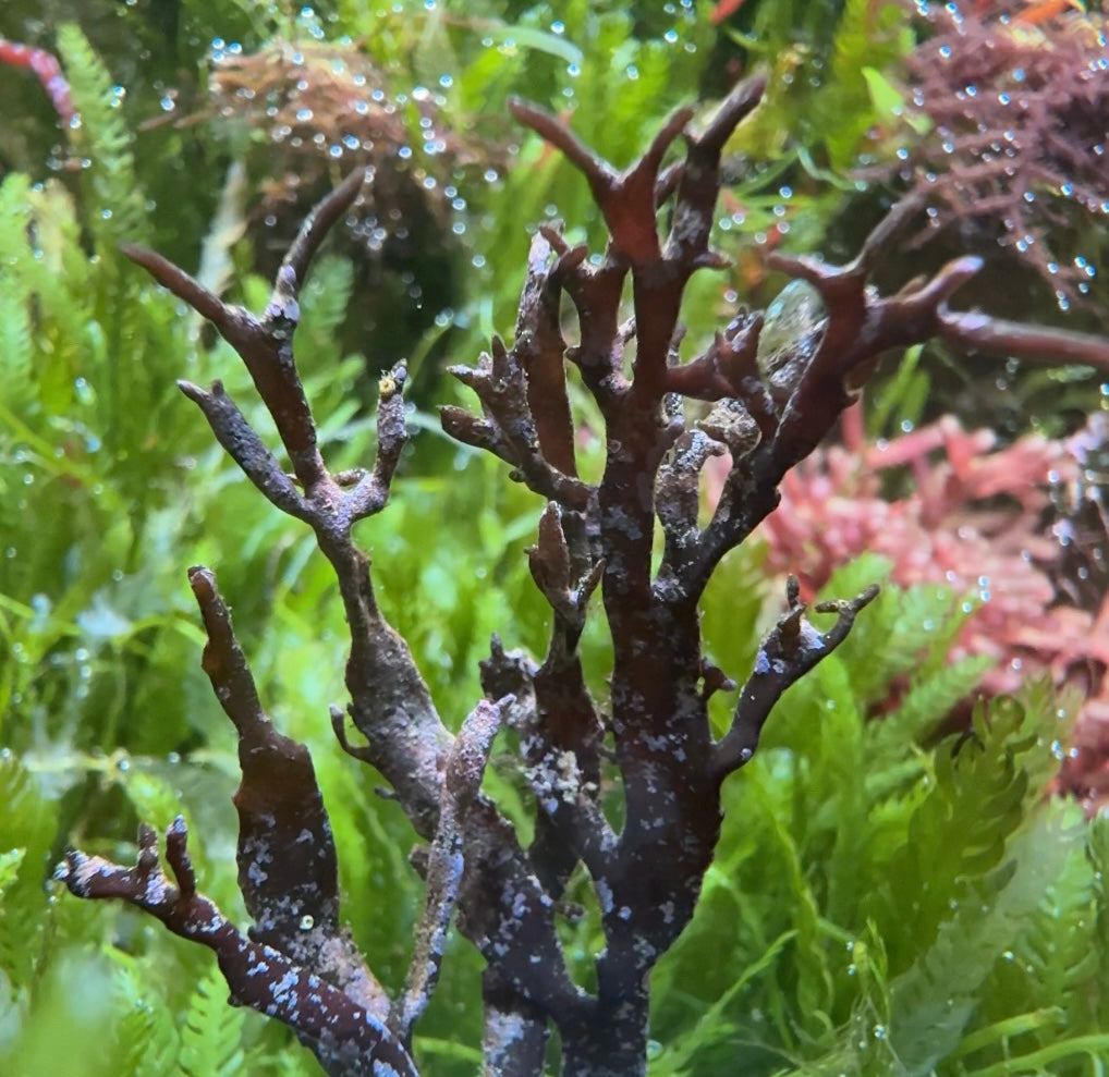 Purple Flames Macroalgae | Unknown sp.