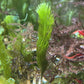 Cat Tail Caulerpa Macroalgae | Caulerpa crispata