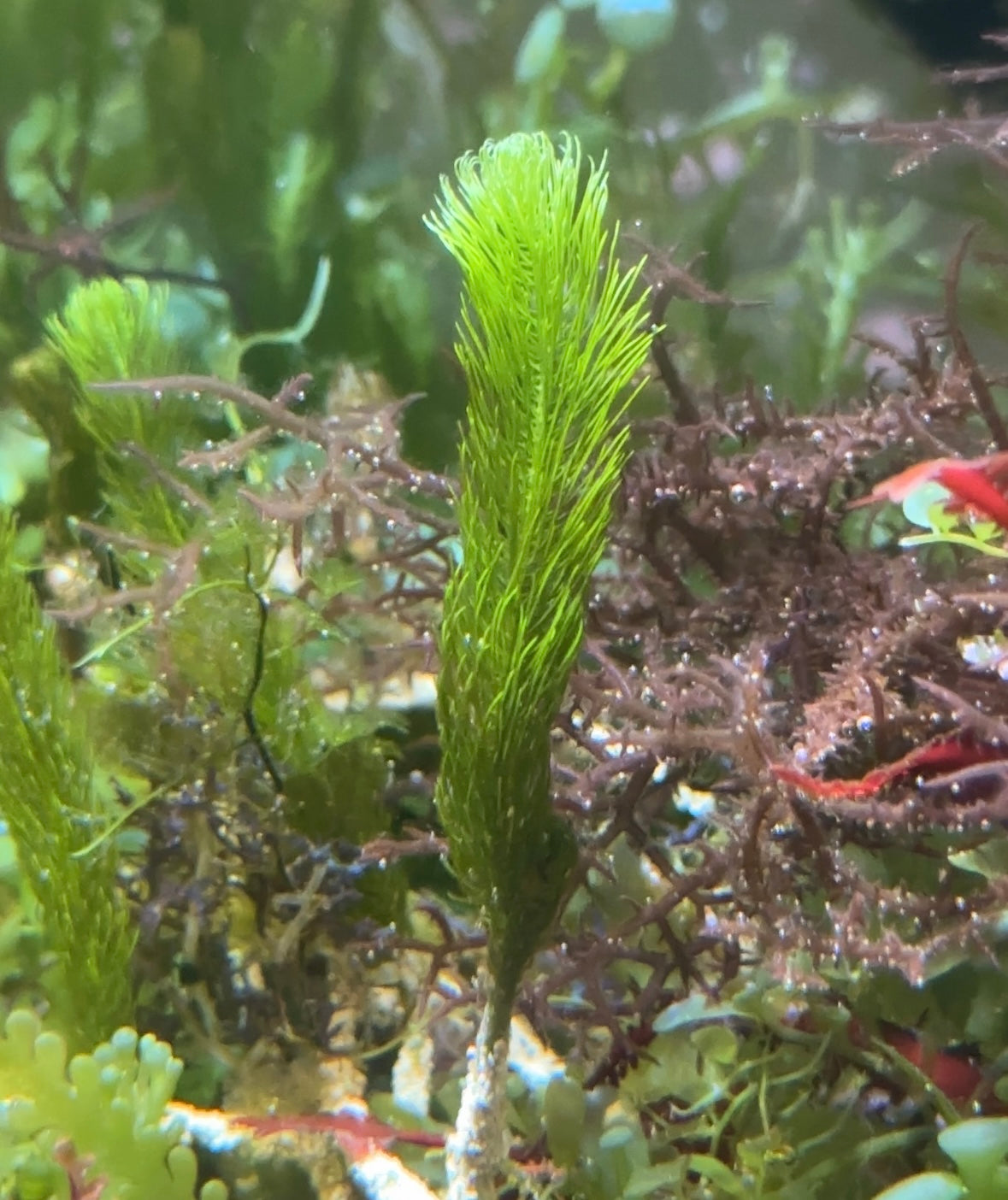 Cat Tail Caulerpa Macroalgae | Caulerpa crispata