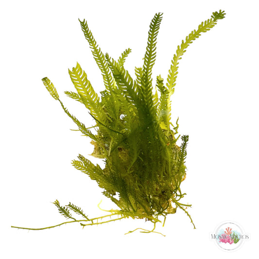 WYSWYG Caulerpa mexicana, Lobe-Bladed Caulerpa (Naturally Attached to Rock)