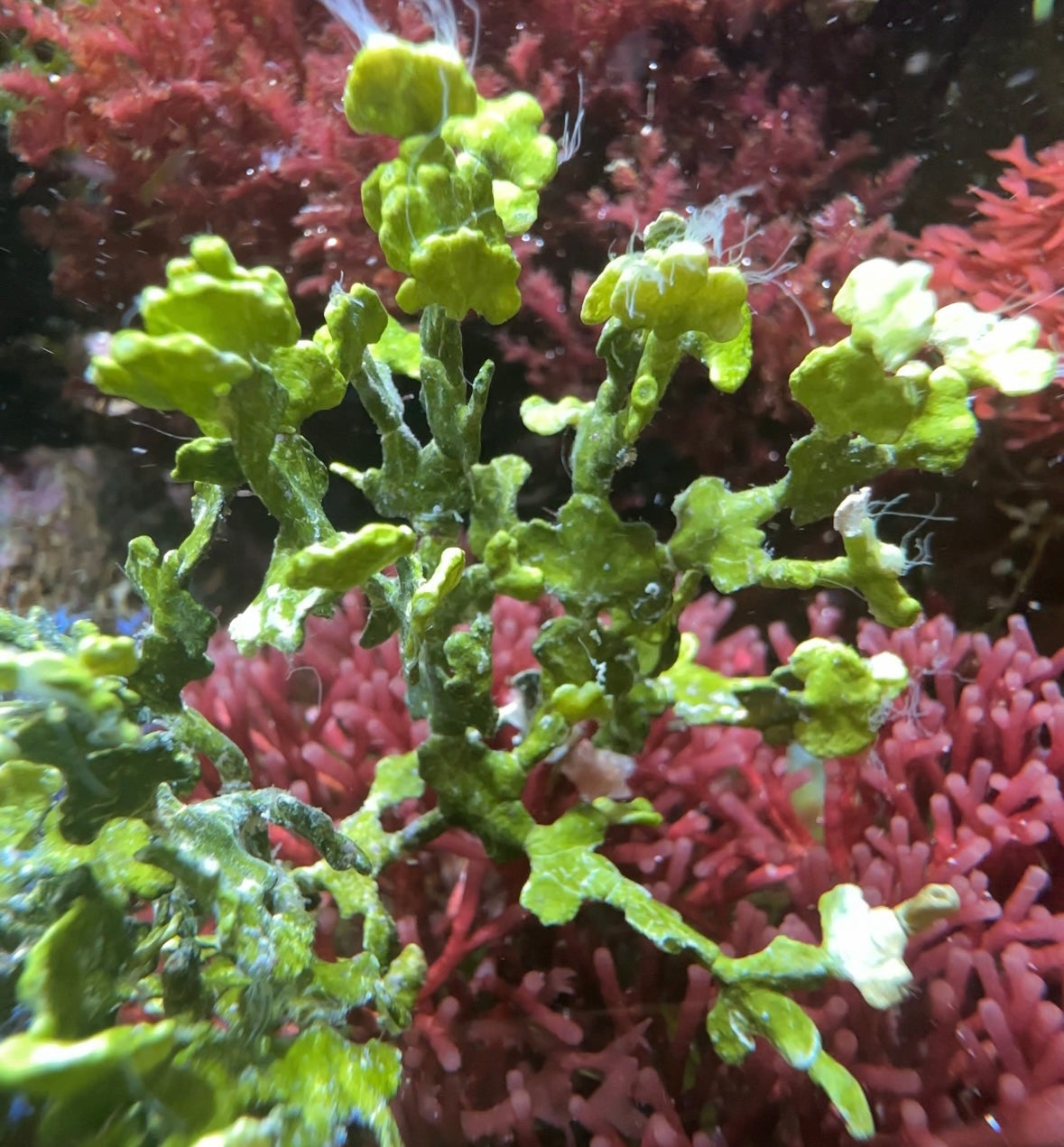 Carpeting Halimeda Macroalgae | Halimeda opuntia