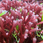 Tubular Thicket Macroalgae | Galaxaura rugosa