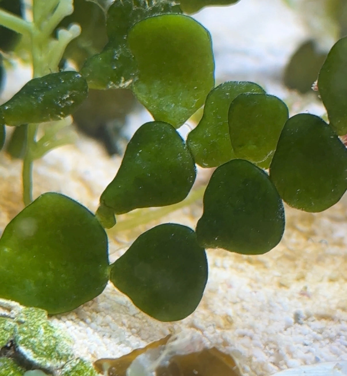 Coin Halimeda Macroalgae | Halimeda discoidea