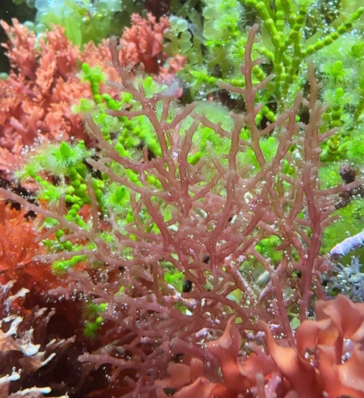 Pink Knobby Laurencia Macroalgae | Laurencia sp.