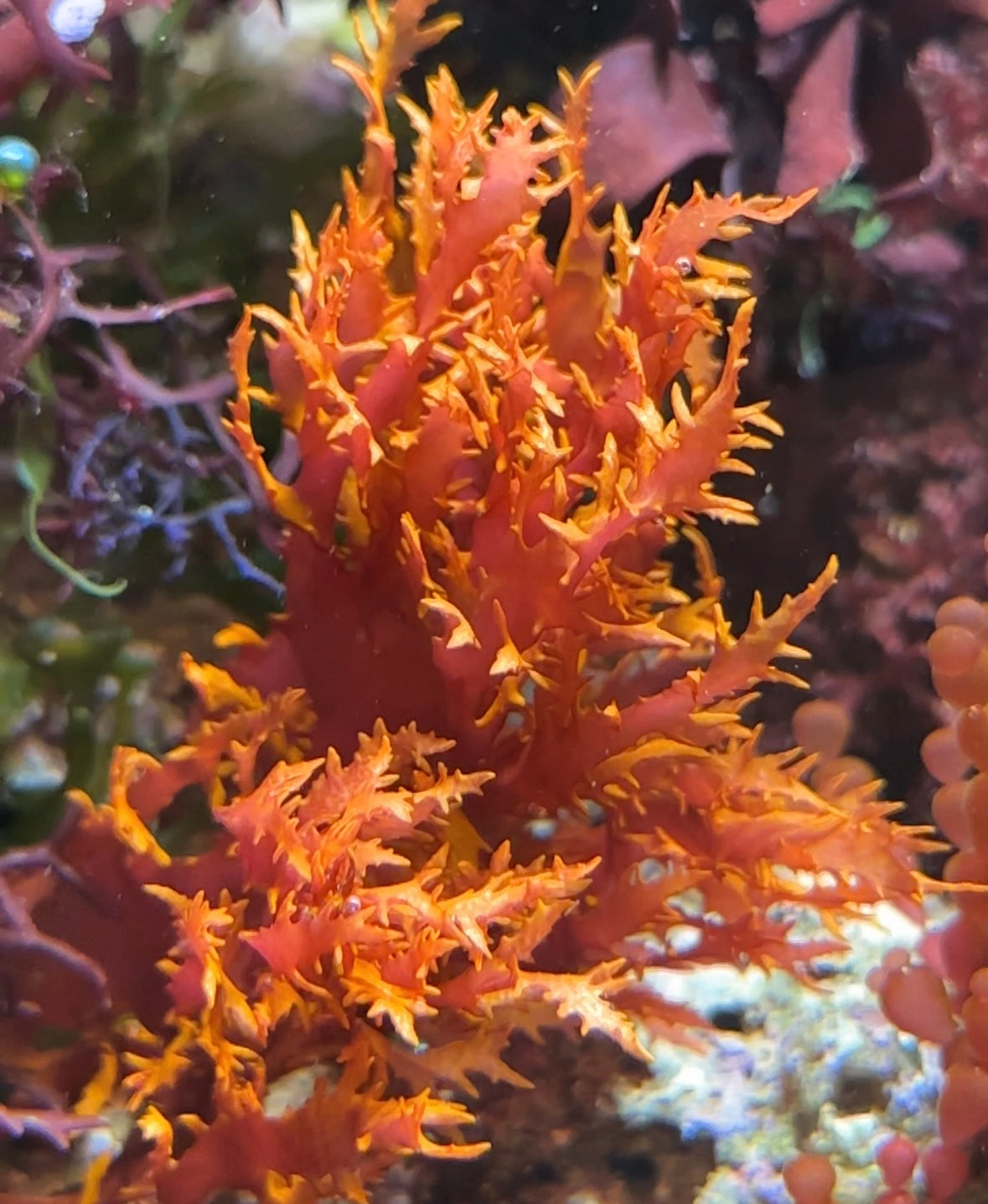 Dragon’s Breath Macroalgae | Halymenia durvillei