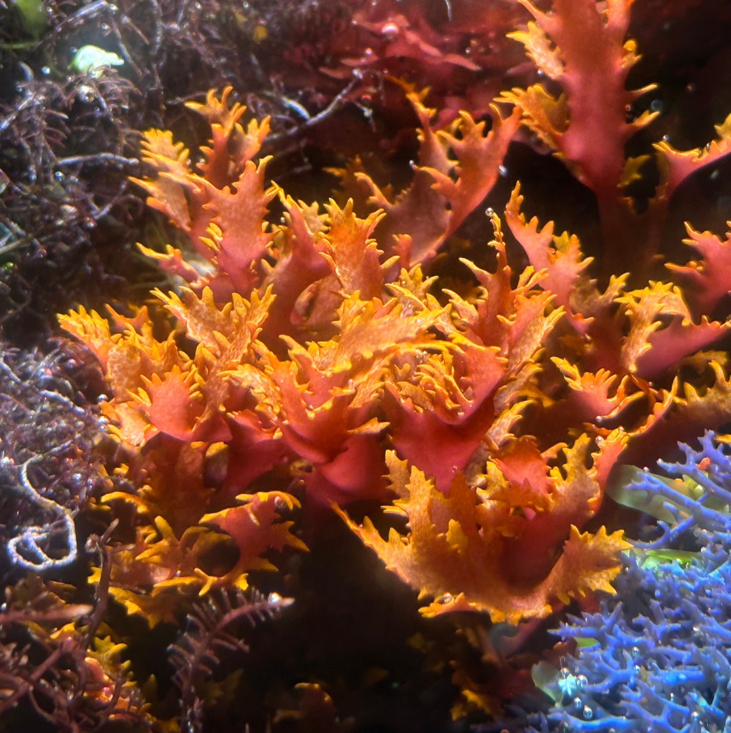 Dragon’s Breath Macroalgae | Halymenia durvillei