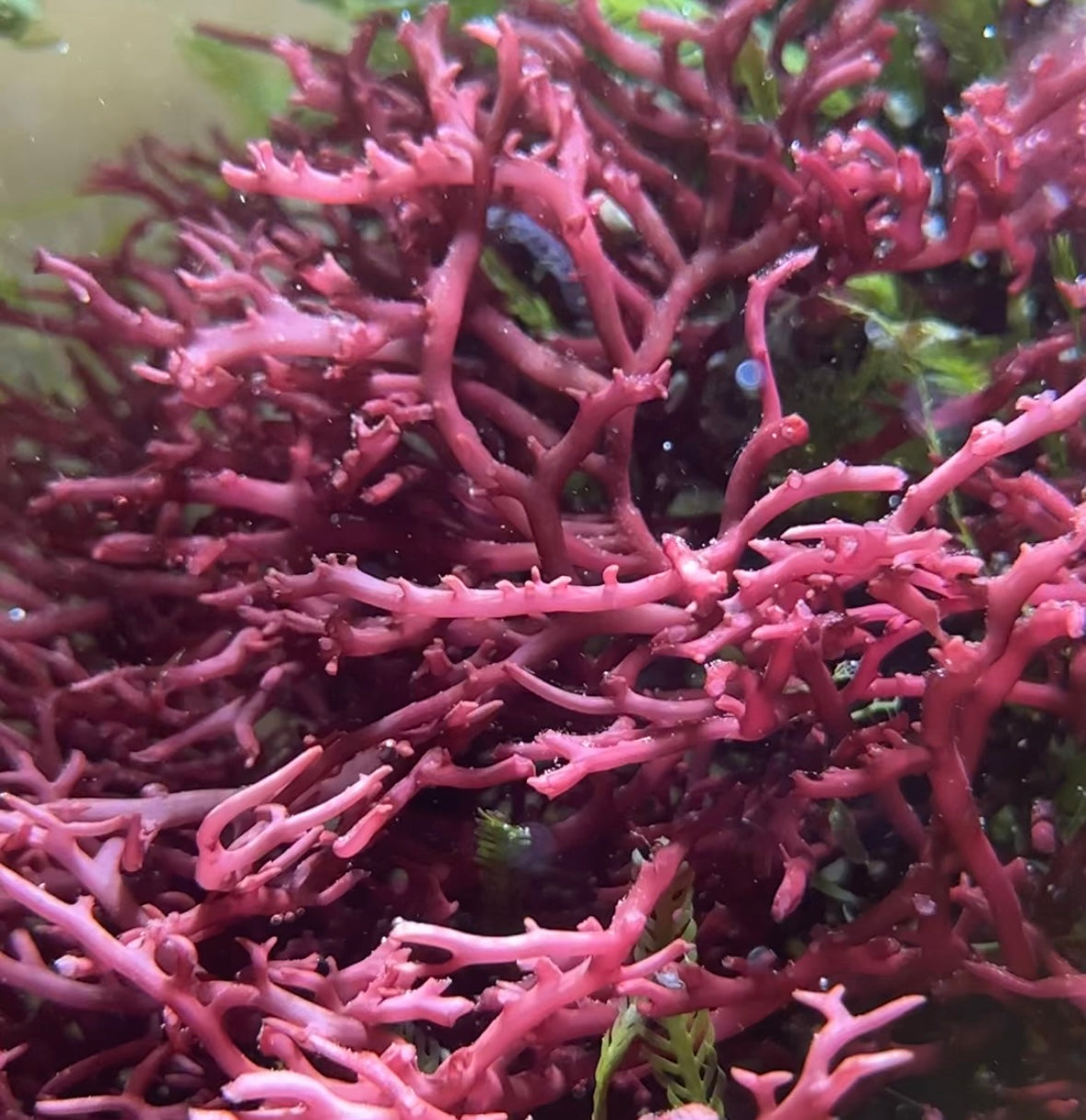 Purple Whip Gracilaria Macroalgae | Gracilaria sp.