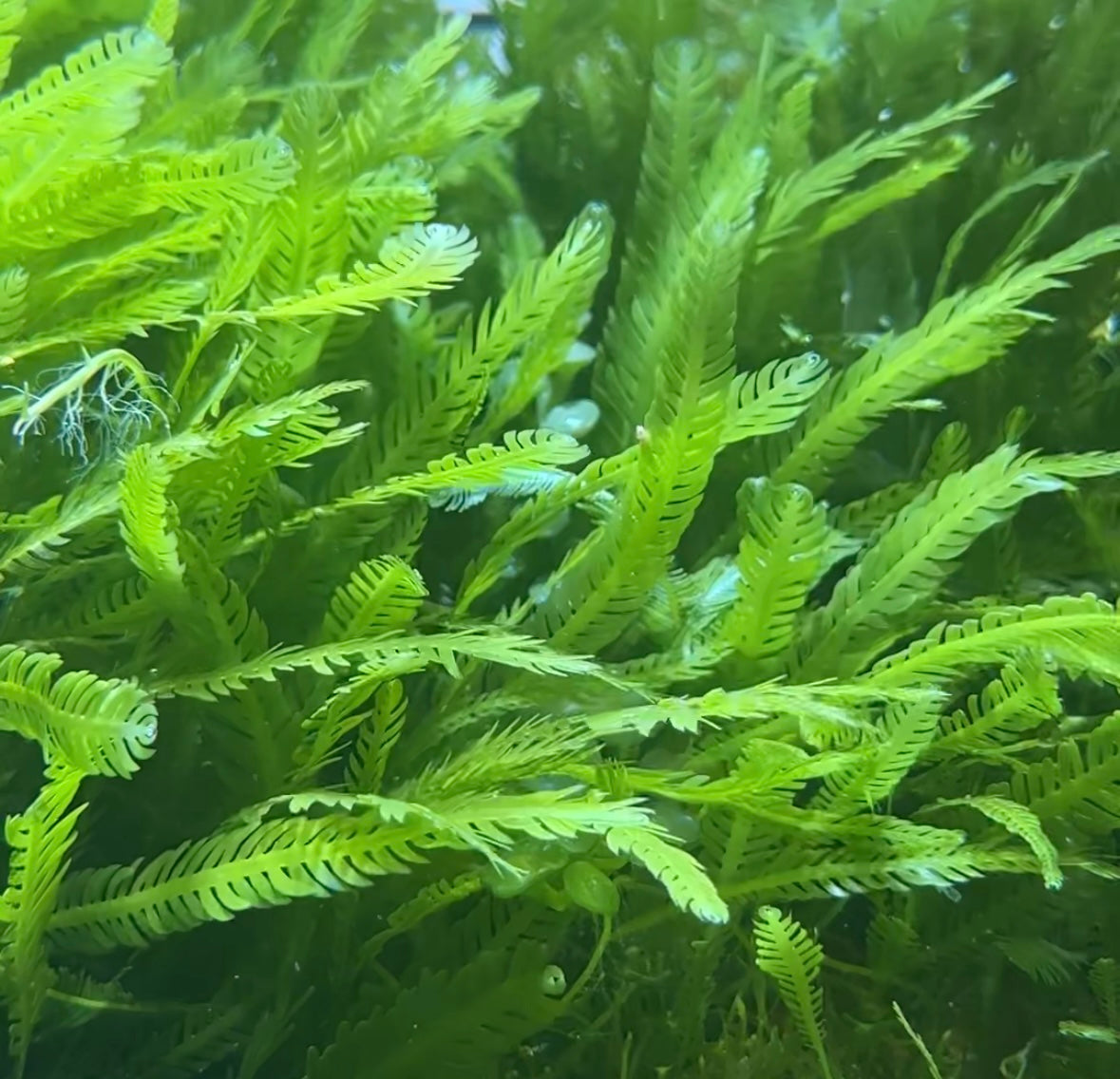 Mexican Fern Caulerpa Macroalgae | Caulerpa mexicana