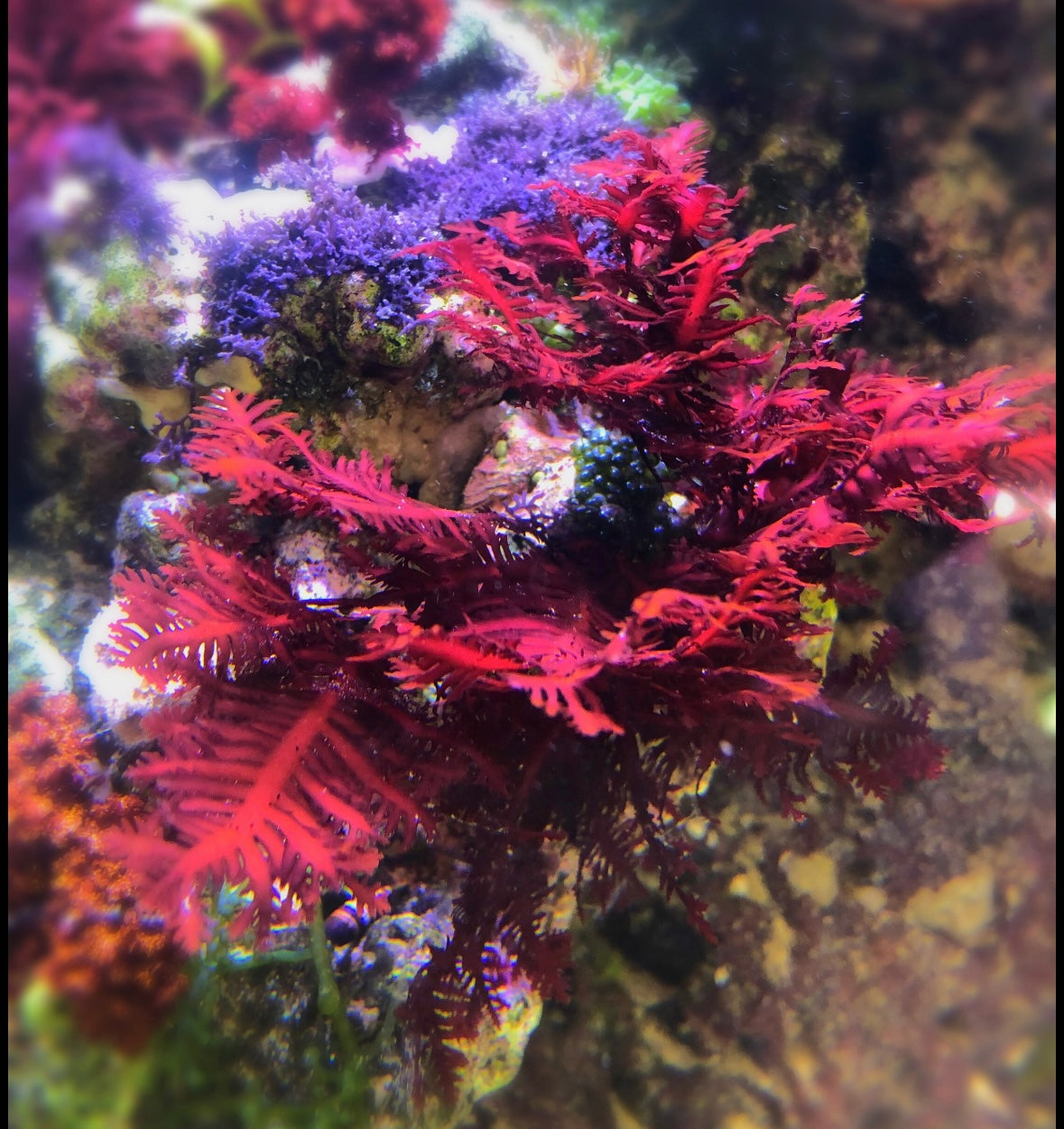 Red Fern Algae | Haliptilon sp.