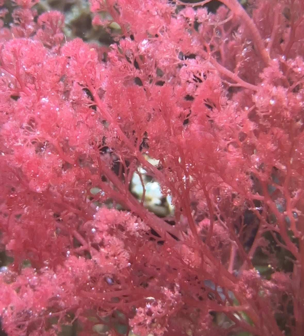 Flamingo Feather Macroalgae | Heterosiphonia gibbesii