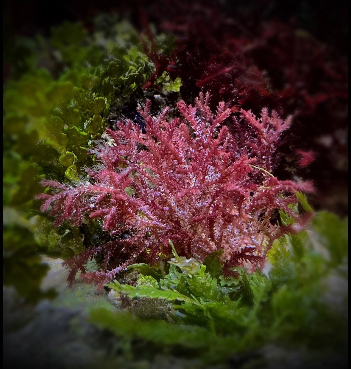 Red Razor Algae | Bryothamnion triquetrum
