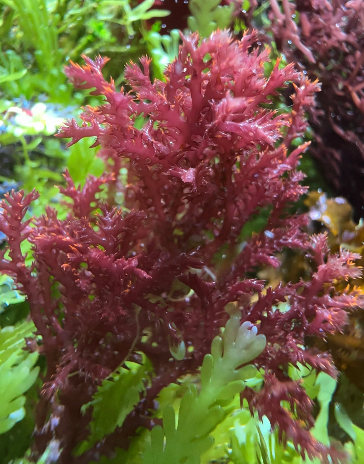 Red Razor Macroalgae | Bryothamnion triquetrum