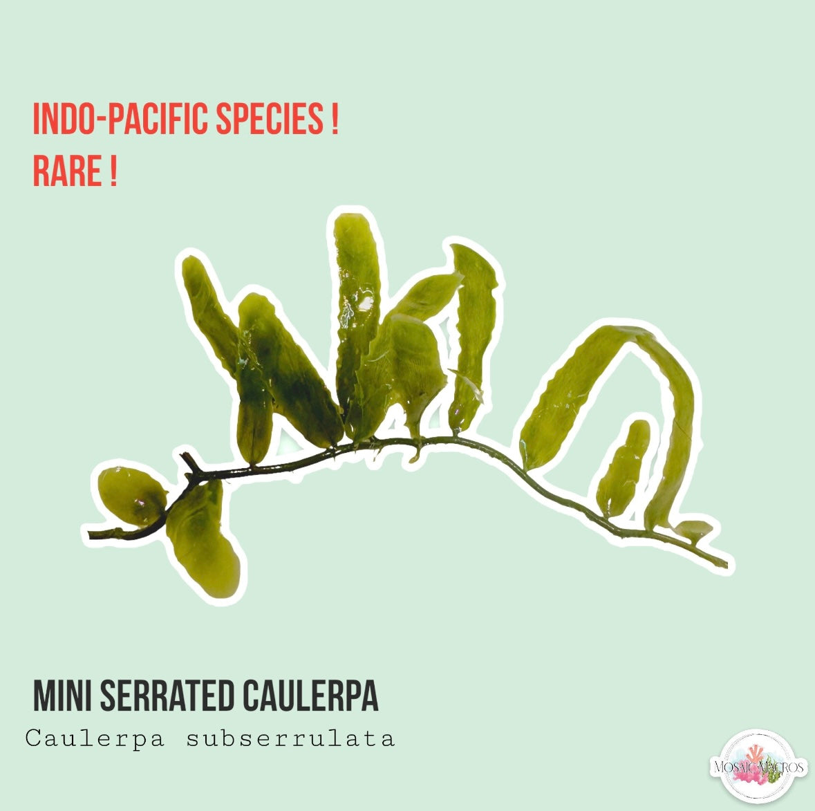 Mini Serrated Caulerpa | Caulerpa subserrulata