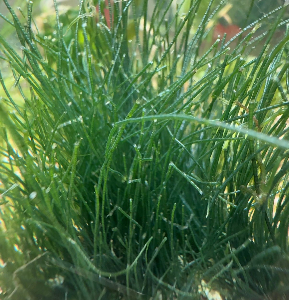 Seagrass Chaeto Macroalgae | Chaetomorpha sp.