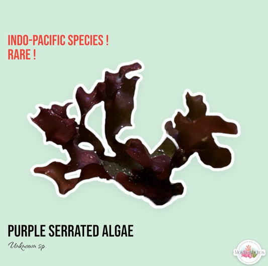 Purple Serrated Macroalgae | Unknown sp.