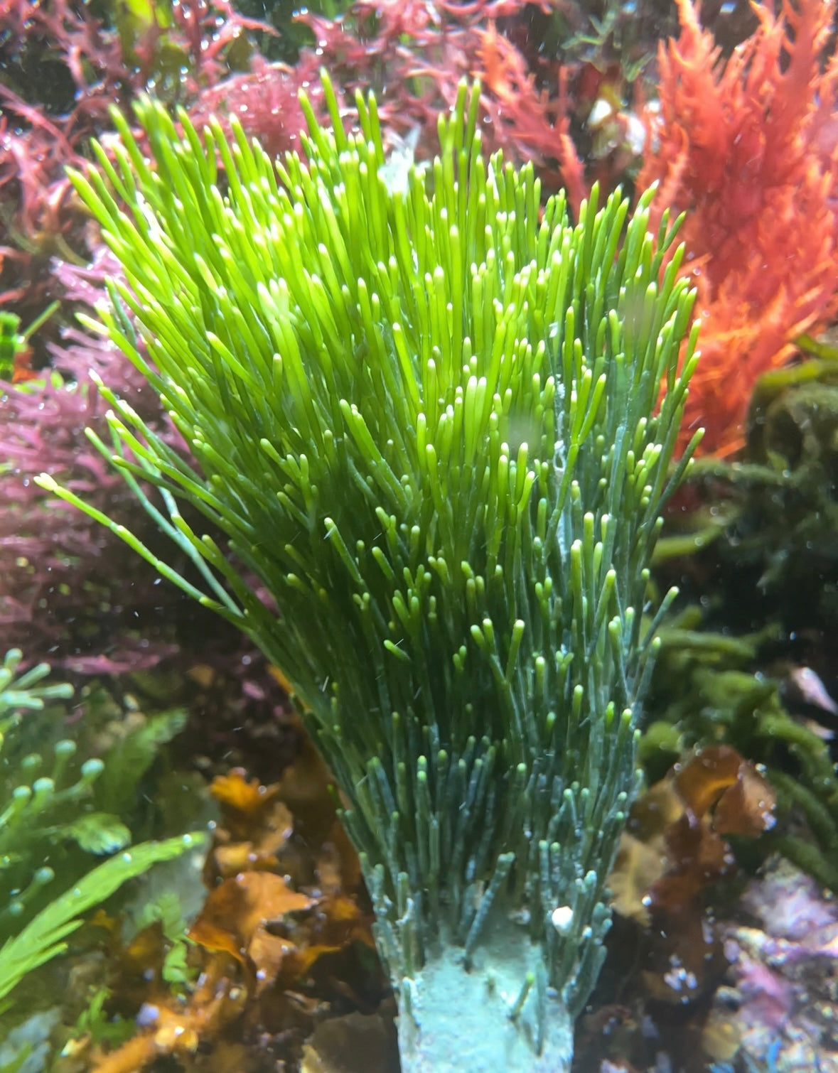 Merman’s Shaving Brush Macroalgae | Penicillus dumetosus