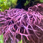 Purple Flat-Branching Algae | Gracilaria sp.
