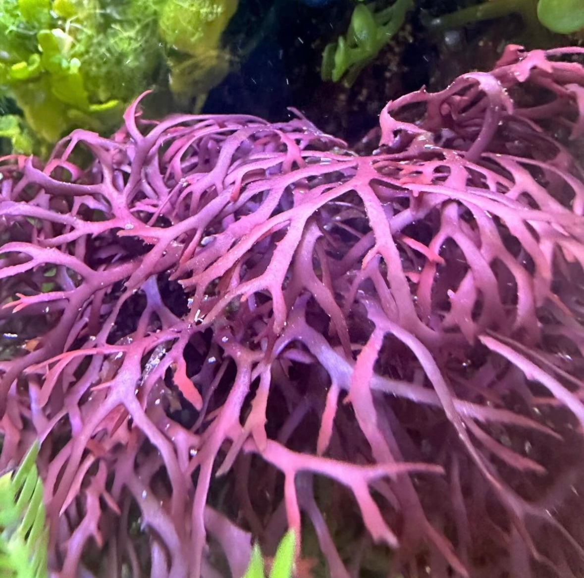 Purple Flat-Branching Algae | Gracilaria sp.