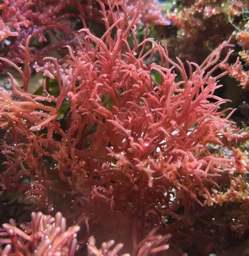 Red Ogo Gracilaria Macroalgae | Gracilaria parvispora