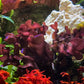 Purple Serrated Macroalgae | Unknown sp.
