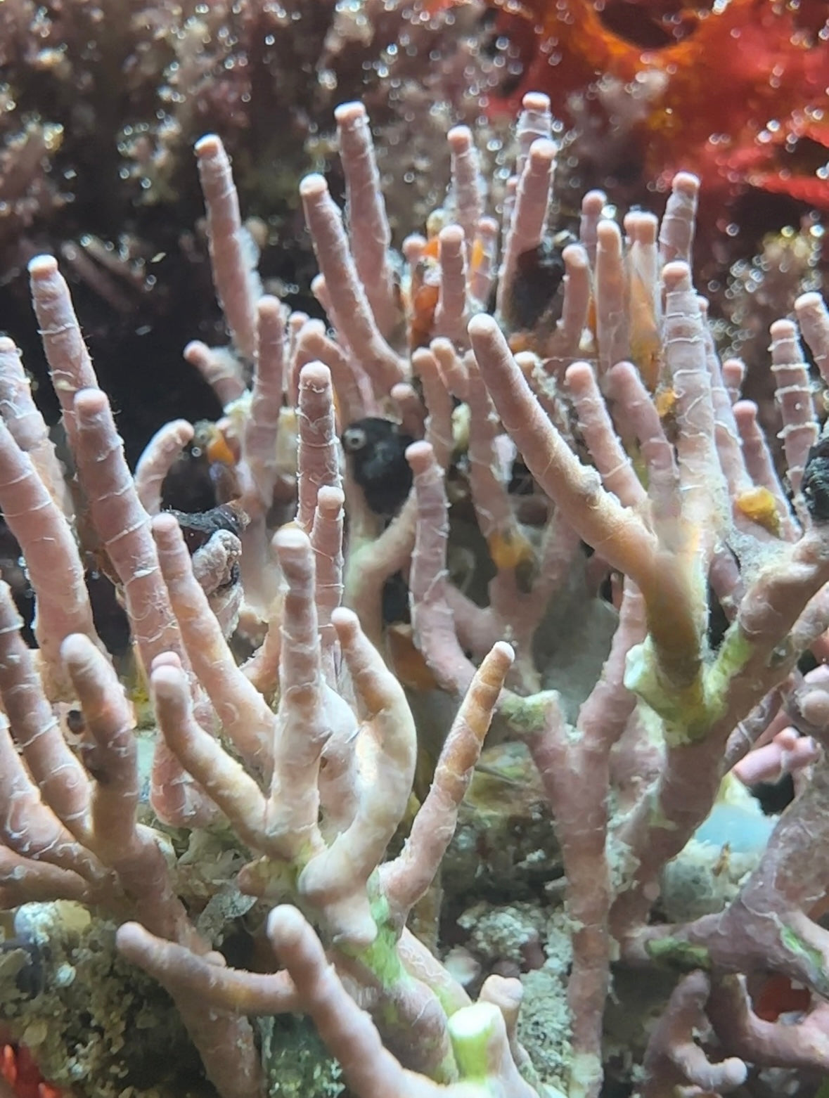 Staghorn Coralline Macroalgae | Neogoniolithon strictum