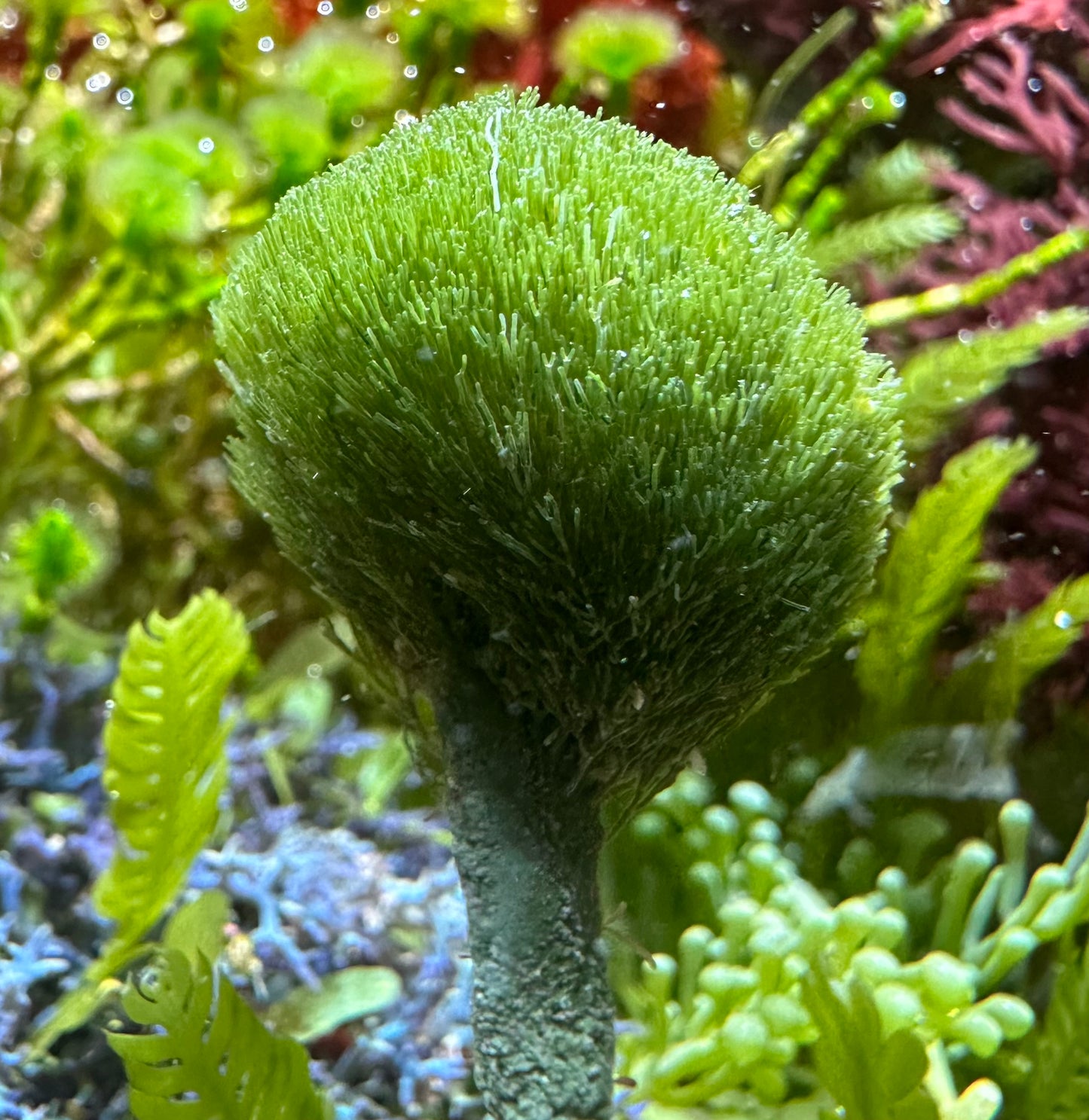 Pencil Top Macroalgae | Penicillus capitatus