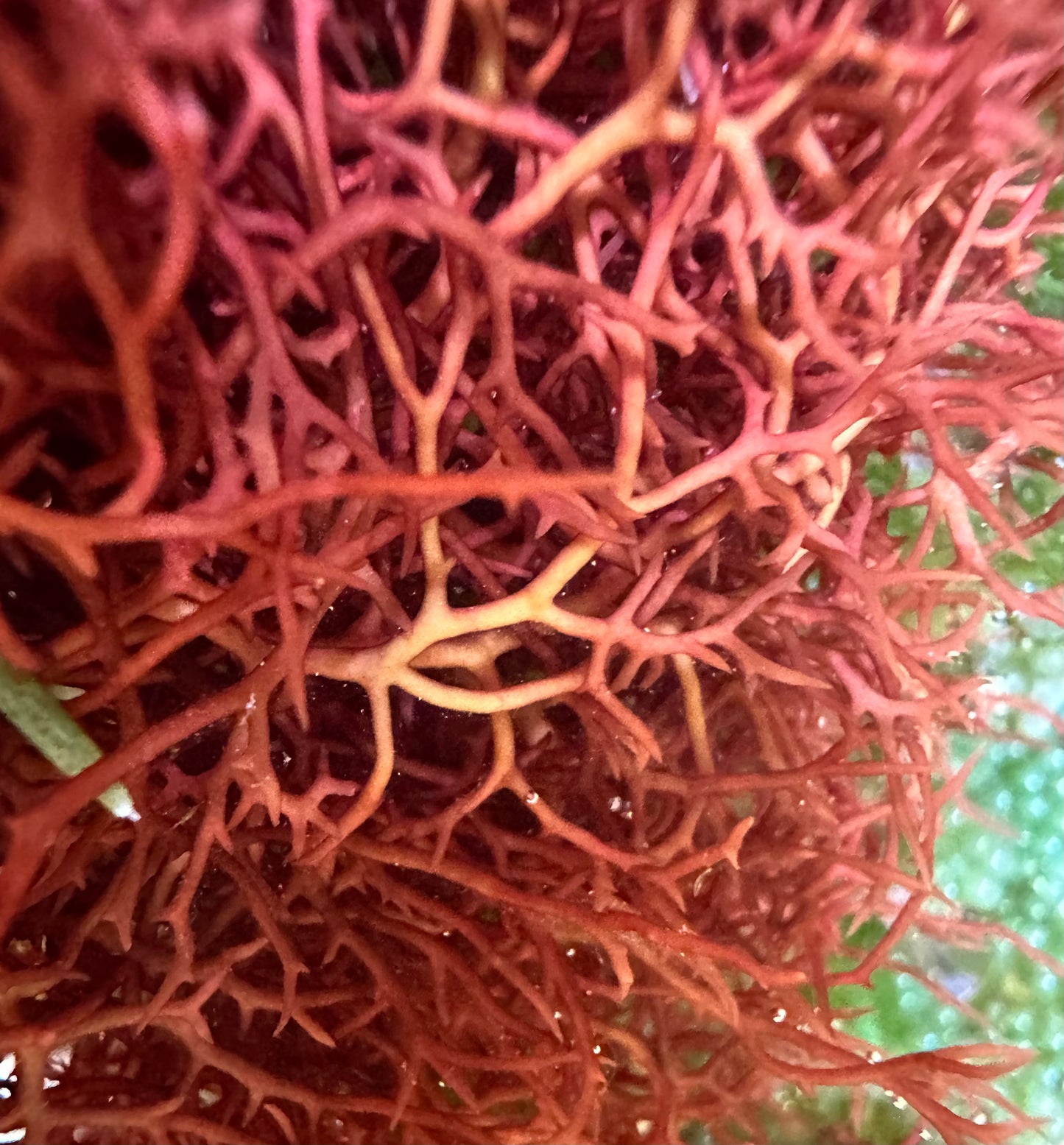 Red Lace Macroalgae | Portieria sp.