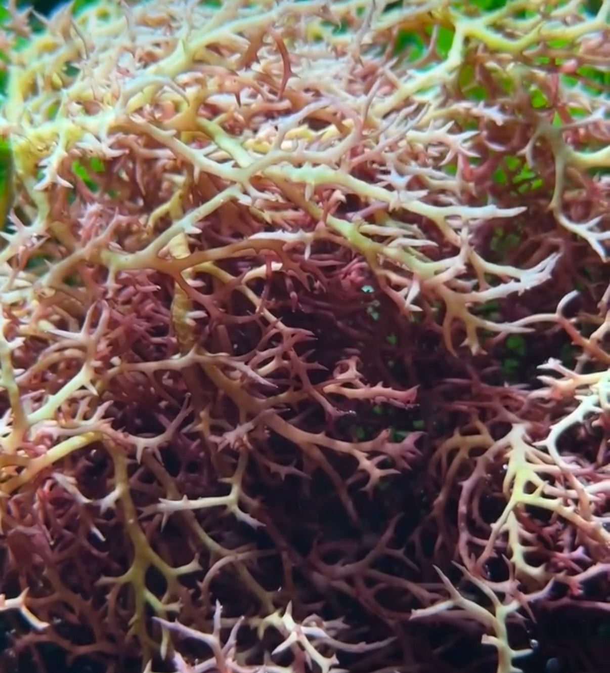 Rusty Lace Macroalgae | Portieria sp.