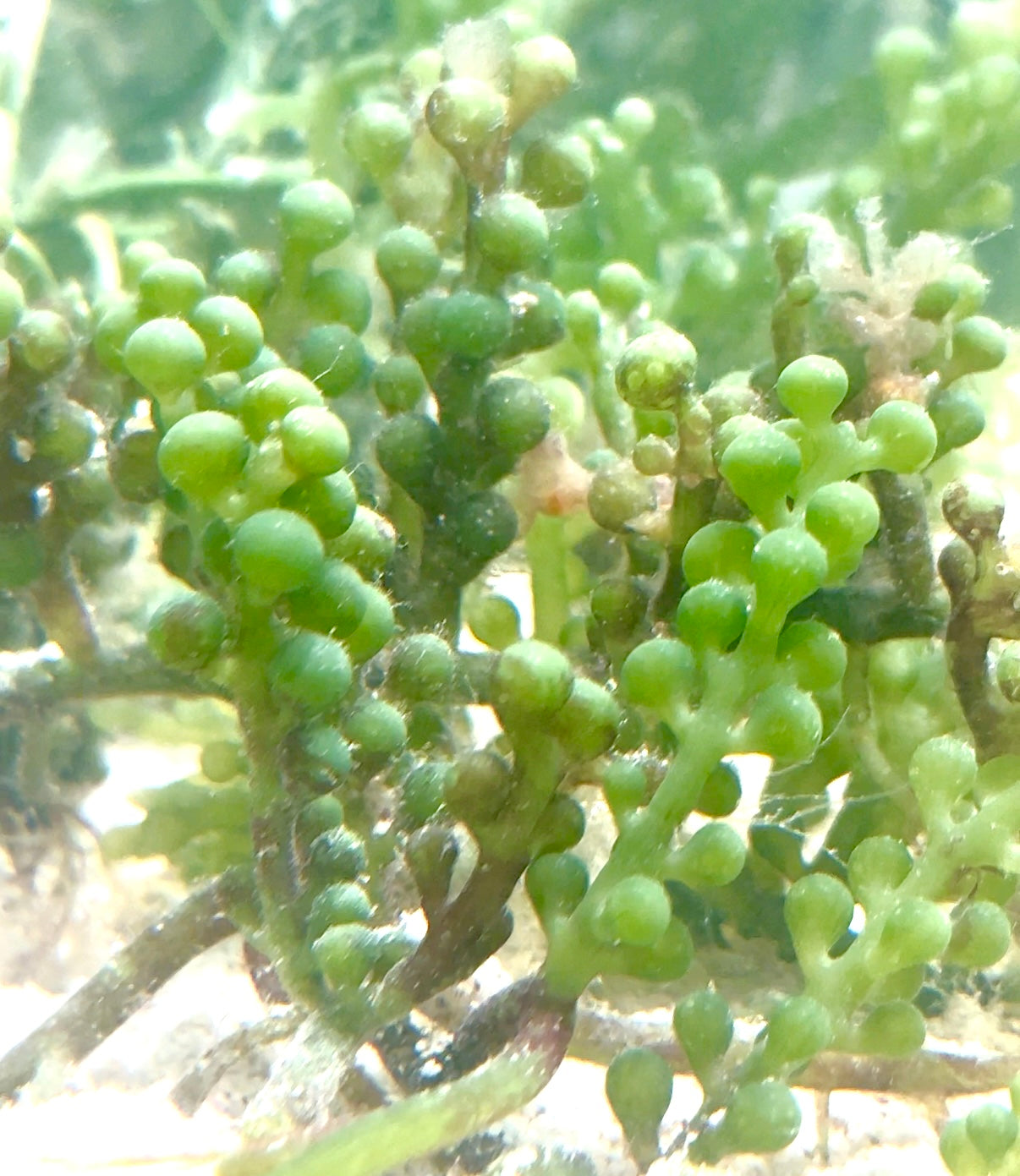 Green Bulb Caulerpa Macroalgae | Caulerpa racemosa var. Macrophysa