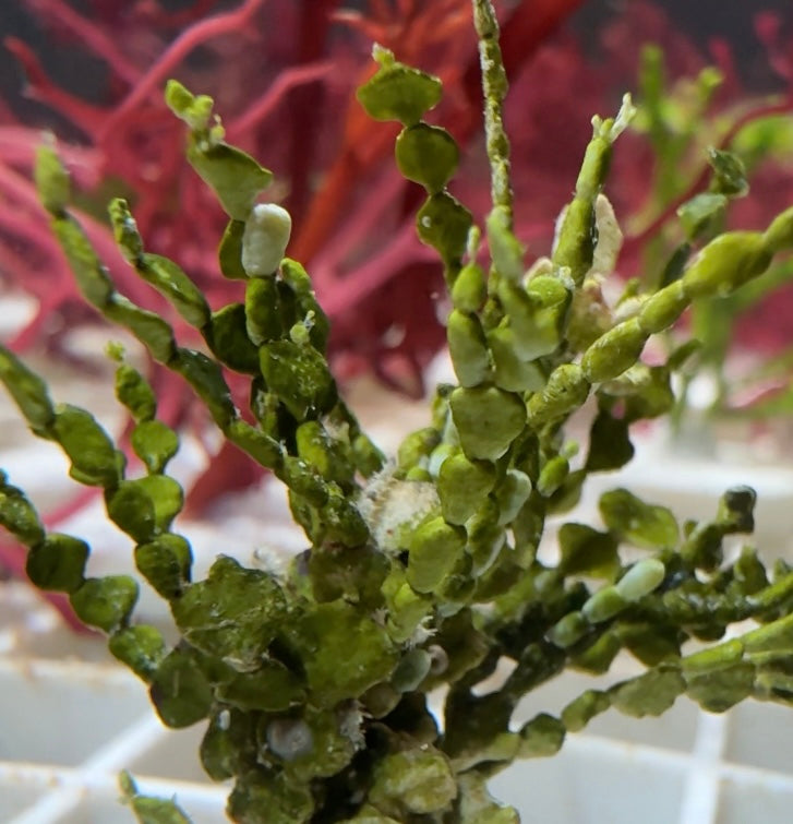 Mini Halimeda Macroalgae | Halimeda tuna