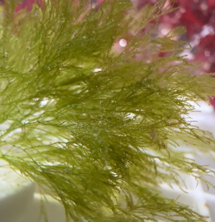 Sea Shrub Macroalgae | Unknown sp.