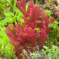 Orange-Tipped Nemastoma Macroalgae | Nemastoma sp.
