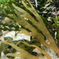 Brown Forked Macroalgae | Dictyota sp.