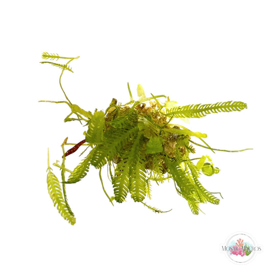 WYSWYG Caulerpa mexicana, Caulerpa brachypus, Purple Fauchea (Naturally Attached to Rock)