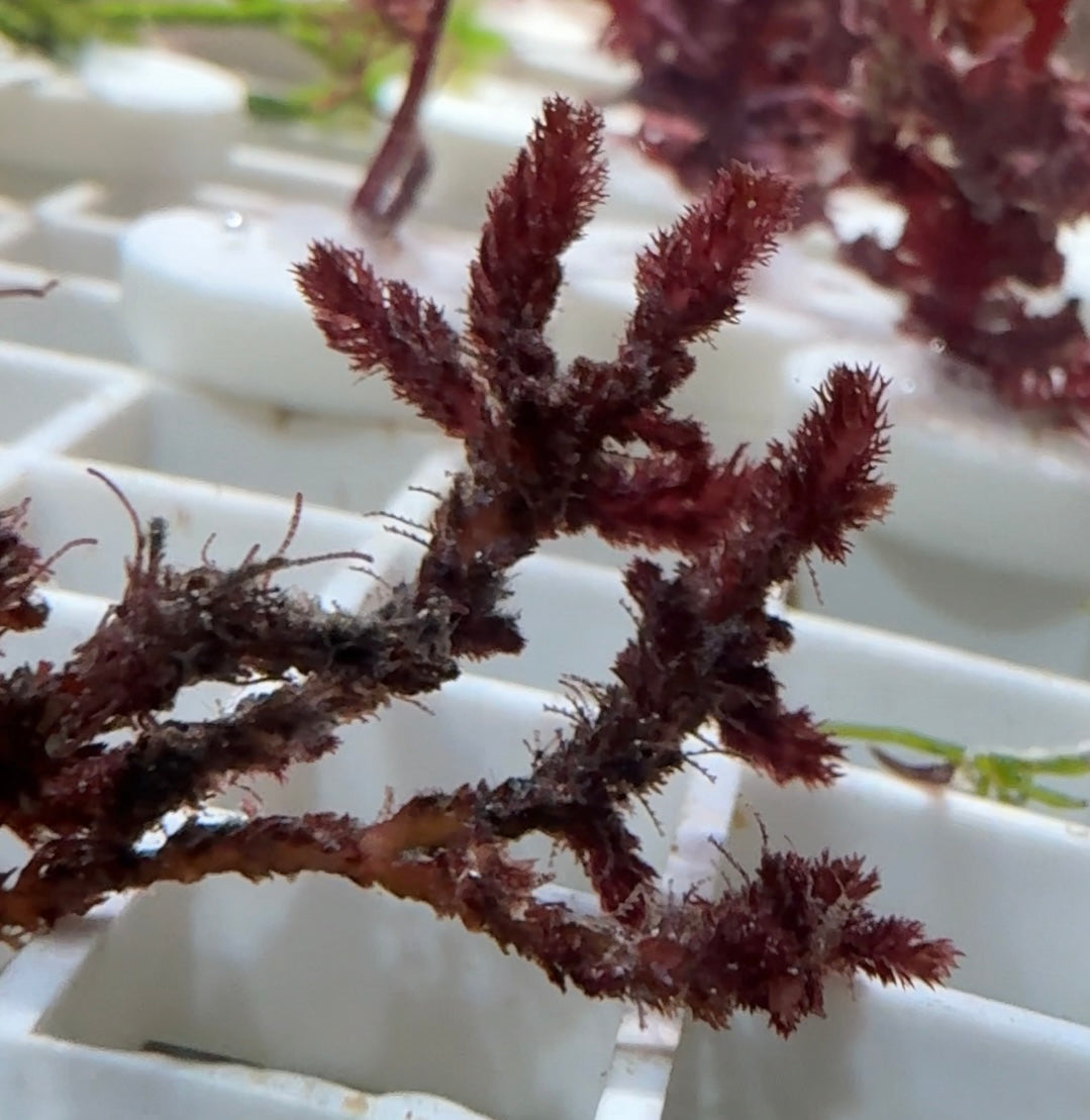 Red Bristle Comb Macroalgae | Alsidium triquetrum