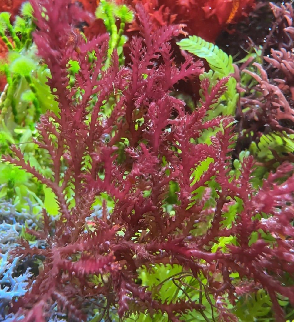 Red Razor Macroalgae | Bryothamnion triquetrum