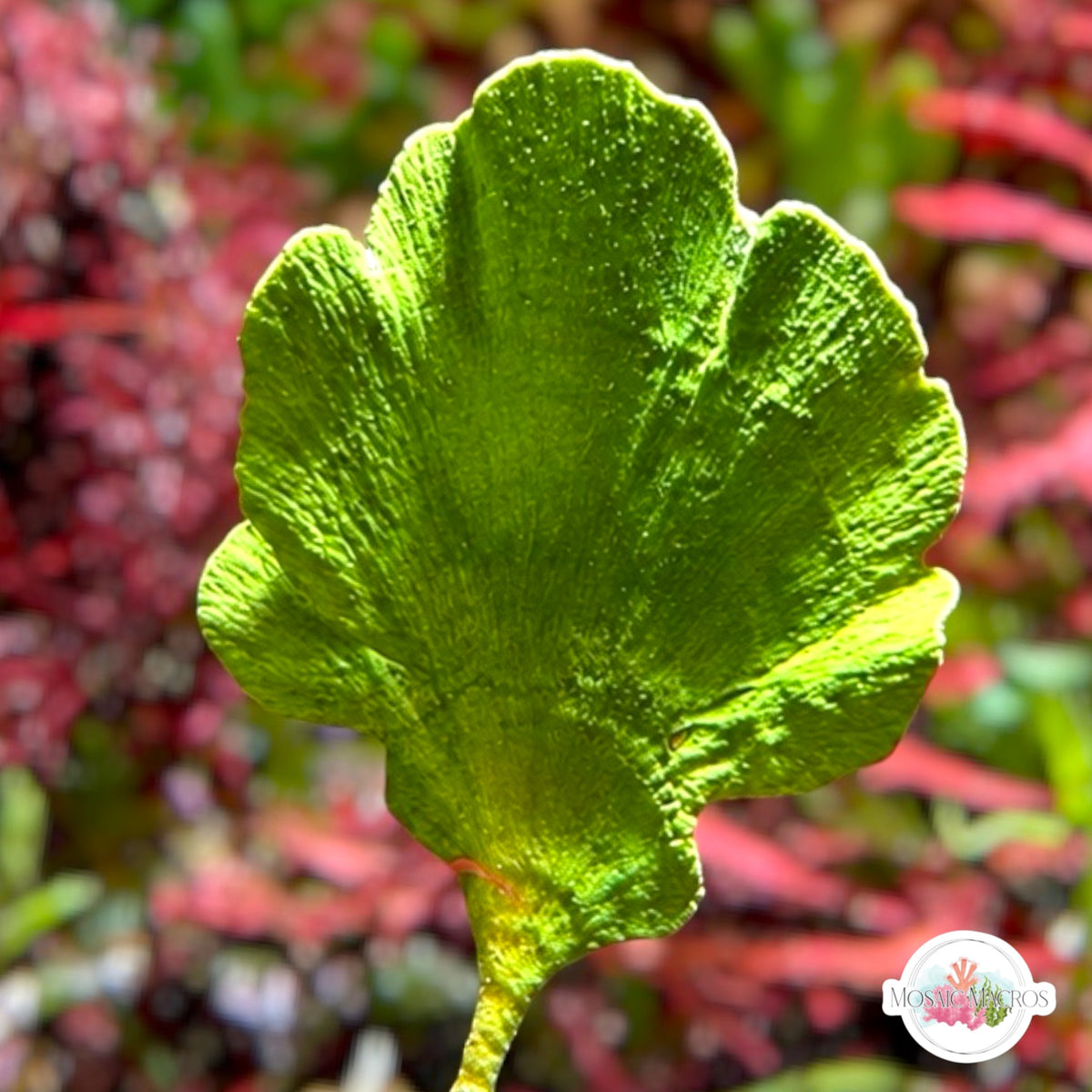 Mermaid’s Tail Macroalgae | Udotea sp.